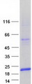 LGALS7 / Galectin 7 Protein - Purified recombinant protein LGALS7 was analyzed by SDS-PAGE gel and Coomassie Blue Staining