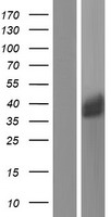 LGALS8 / Galectin 8 Protein - Western validation with an anti-DDK antibody * L: Control HEK293 lysate R: Over-expression lysate