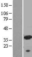 LGALS9 / Galectin 9 Protein - Western validation with an anti-DDK antibody * L: Control HEK293 lysate R: Over-expression lysate
