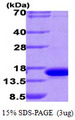 LGALS9 / Galectin 9 Protein