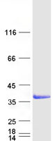 LGALS9 / Galectin 9 Protein - Purified recombinant protein LGALS9 was analyzed by SDS-PAGE gel and Coomassie Blue Staining