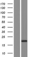LGALSL / Galectin 5 Protein - Western validation with an anti-DDK antibody * L: Control HEK293 lysate R: Over-expression lysate
