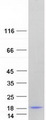 LGALSL / Galectin 5 Protein - Purified recombinant protein GRP was analyzed by SDS-PAGE gel and Coomassie Blue Staining