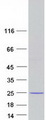 LGALSL / Galectin 5 Protein - Purified recombinant protein LGALSL was analyzed by SDS-PAGE gel and Coomassie Blue Staining