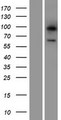 LGI3 Protein - Western validation with an anti-DDK antibody * L: Control HEK293 lysate R: Over-expression lysate
