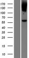 LGI4 Protein - Western validation with an anti-DDK antibody * L: Control HEK293 lysate R: Over-expression lysate