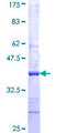 LGI4 Protein - 12.5% SDS-PAGE Stained with Coomassie Blue.