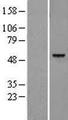 LGMN / Legumain Protein - Western validation with an anti-DDK antibody * L: Control HEK293 lysate R: Over-expression lysate