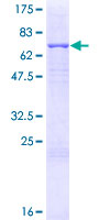 LGMN / Legumain Protein - 12.5% SDS-PAGE of human LGMN stained with Coomassie Blue