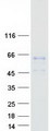 LGMN / Legumain Protein - Purified recombinant protein LGMN was analyzed by SDS-PAGE gel and Coomassie Blue Staining