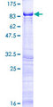 LGTN / EIF2D Protein - 12.5% SDS-PAGE of human EIF2D stained with Coomassie Blue
