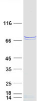 LGTN / EIF2D Protein - Purified recombinant protein EIF2D was analyzed by SDS-PAGE gel and Coomassie Blue Staining