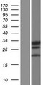 LHPP Protein - Western validation with an anti-DDK antibody * L: Control HEK293 lysate R: Over-expression lysate