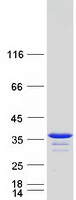 LHPP Protein - Purified recombinant protein LHPP was analyzed by SDS-PAGE gel and Coomassie Blue Staining