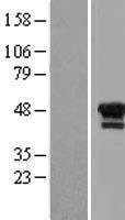 LHX1 Protein - Western validation with an anti-DDK antibody * L: Control HEK293 lysate R: Over-expression lysate