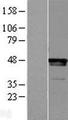 LHX2 Protein - Western validation with an anti-DDK antibody * L: Control HEK293 lysate R: Over-expression lysate