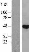 LHX3 Protein - Western validation with an anti-DDK antibody * L: Control HEK293 lysate R: Over-expression lysate