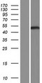 LHX6 Protein - Western validation with an anti-DDK antibody * L: Control HEK293 lysate R: Over-expression lysate