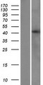 LIAS / LIP1 Protein - Western validation with an anti-DDK antibody * L: Control HEK293 lysate R: Over-expression lysate