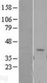 LIF Protein - Western validation with an anti-DDK antibody * L: Control HEK293 lysate R: Over-expression lysate