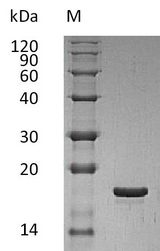LIF Protein - (Tris-Glycine gel) Discontinuous SDS-PAGE (reduced) with 5% enrichment gel and 15% separation gel.
