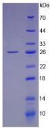 LIF Protein - Active Leukemia Inhibitory Factor (LIF) by SDS-PAGE