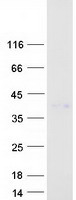 LIF Protein - Purified recombinant protein LIF was analyzed by SDS-PAGE gel and Coomassie Blue Staining