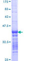 LIG1 / DNA Ligase 1 Protein - 12.5% SDS-PAGE Stained with Coomassie Blue.