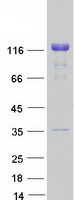 LIG1 / DNA Ligase 1 Protein - Purified recombinant protein LIG1 was analyzed by SDS-PAGE gel and Coomassie Blue Staining