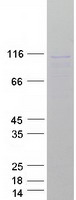 LIG3 / DNA Ligase III Protein - Purified recombinant protein LIG3 was analyzed by SDS-PAGE gel and Coomassie Blue Staining