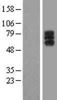 LILRA1 / LIR6 Protein - Western validation with an anti-DDK antibody * L: Control HEK293 lysate R: Over-expression lysate