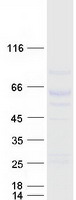 LILRA1 / LIR6 Protein - Purified recombinant protein LILRA1 was analyzed by SDS-PAGE gel and Coomassie Blue Staining