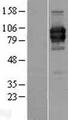 LILRA2 / CD85h / ILT1 Protein - Western validation with an anti-DDK antibody * L: Control HEK293 lysate R: Over-expression lysate
