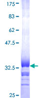 LILRA2 / CD85h / ILT1 Protein - 12.5% SDS-PAGE Stained with Coomassie Blue.