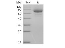 LILRA3 / CD85e Protein - Recombinant Human Leukocyte Ig-Like Receptor A3/LILRA3/ILT6/CD85e (C-6His-Avi) Biotinylated