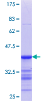 LILRA3 / CD85e Protein - 12.5% SDS-PAGE Stained with Coomassie Blue.