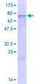 LILRA4 / ILT7 Protein - 12.5% SDS-PAGE of human LILRA4 stained with Coomassie Blue
