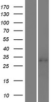 LILRA5 Protein - Western validation with an anti-DDK antibody * L: Control HEK293 lysate R: Over-expression lysate