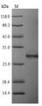 LILRA5 Protein - (Tris-Glycine gel) Discontinuous SDS-PAGE (reduced) with 5% enrichment gel and 15% separation gel.