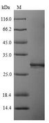 LILRA5 Protein - (Tris-Glycine gel) Discontinuous SDS-PAGE (reduced) with 5% enrichment gel and 15% separation gel.