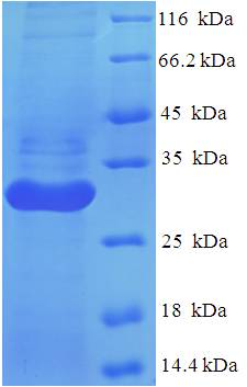 LILRA5 Protein