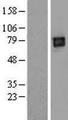 LILRB2 / ILT4 Protein - Western validation with an anti-DDK antibody * L: Control HEK293 lysate R: Over-expression lysate