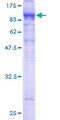 LILRB2 / ILT4 Protein - 12.5% SDS-PAGE of human LILRB2 stained with Coomassie Blue