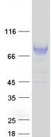 LILRB2 / ILT4 Protein - Purified recombinant protein LILRB2 was analyzed by SDS-PAGE gel and Coomassie Blue Staining