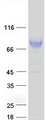 LILRB2 / ILT4 Protein - Purified recombinant protein LILRB2 was analyzed by SDS-PAGE gel and Coomassie Blue Staining