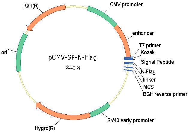 Human LILRB3 Expression-Ready ORF Clone (pCMV3-SP-N-DDK (Flag)) | LSBio