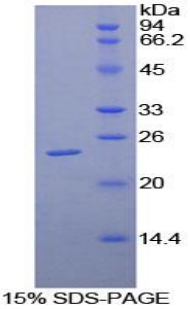 LILRB3 Protein
