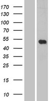 LILRB5 / LIR8 Protein - Western validation with an anti-DDK antibody * L: Control HEK293 lysate R: Over-expression lysate