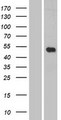 LILRB5 / LIR8 Protein - Western validation with an anti-DDK antibody * L: Control HEK293 lysate R: Over-expression lysate