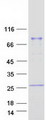 LIM Protein / LPP Protein - Purified recombinant protein LPP was analyzed by SDS-PAGE gel and Coomassie Blue Staining